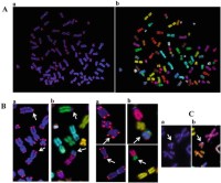Telomere-specific FISH Fluorescence in situ hybridisation (FISH) and corresponding M FISH.
