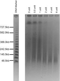 PFGE of tomato chromatinChromatin partially digested by DNase I.