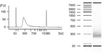 Analysis of fragment library using Agilent 2100 Bioanalyzer and DNA 7500 kit