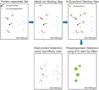 Cartoon representation showing the hypothesized mechanism for the specific determination of phosphoproteins 8-Quinolinol Polyacrylamide gels Polyacrylamide gel electrophoresis (PAGE) by 8-Q stain and comparison with total protein detection using mouse myocardium tissue on 2D gel