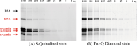 Comparison of sensitivity of (a) 8-Q stain with (b) Pro-Q Diamond stain in 1D 1-dimensional electrophoresis (1-DE) SDS-PAGE Sodium dodecyl sulfate-polyacrylamide gel electrophoresis (SDS-PAGE) 8-Quinolinol Polyacrylamide gels Polyacrylamide gel electrophoresis (PAGE) .