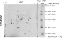 2-D IEF Isoelectric focusing (IEF) SDS-PAGE Protein Protein molecular weight (MW) gel of mouse retina.