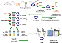 Illustration of the flow chart for synaptosomesSynaptosomes preparation and co-immunoprecipiation (Co-IP) experiment which is done using these fractions.