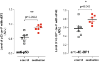 Analysis of the interactions of the p53/eEF2 elongation complex and the eIF4E/4E-BP1 translationEukaryotic inhitation factor 4E biding protein 1 (eIF4E/4E-BP1) complex in ganglial cellsCoimmunoprecipitation (co-IP) of the central nervous systemCentral nervous system Protein-protein interactions (PPIs) of the pulmonate land snail Polymita Polymita picta before and during aestivation dominance.