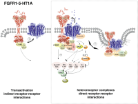 There is a new awareness that receptor tyrosine kinase (RTK) and G protein-coupled receptorG protein-coupled receptors (GPCR) (GPCR) possess the capacity for transactivationCo-immunoprecipitation (Co-IP) not only via GPCR-inducedG protein-coupled receptors (GPCR) release of neurotrophicReceptors factors but also using shared signaling pathways or for GPCRs using RTKs themselves as signaling platforms via direct receptor-receptor interactionsReceptor-receptor interactions (RRIs) .