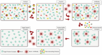 Co-immunoprecipitation workflow.