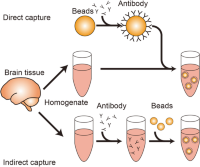 The direct and indirect methods in immunoprecipitationImmunoprecipitation (IP) .