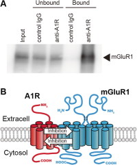 (a) Endogenous interaction between A1R and mGluR1 in cerebella.