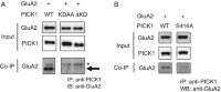 Effect of mutation in PICK1 on the GluA2-PICK1 interaction.