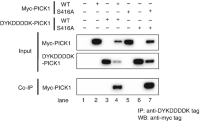 Effect of the S416A mutation in PICK1Protein interacting with C kinase 1 (PICK1) on the PICK1-PICK1 interactionCo-immunoprecipitation (Co-IP) .