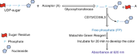 Phosphatase-coupled screeningScreening Assay phosphatase-coupled for glycosyltransferase activity.
