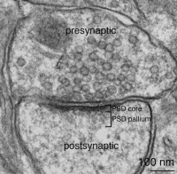 Morphology of a typical type I excitatory synapseSubcellular fractionation Synaptic plasma membrane (SPM) Postsynaptic density (PSD) Synaptosome Fractionation .