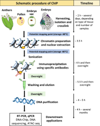 Schematic illustration and timeline of a chromatin immunoprecipitation (ChIP) protocol designed for plant reproductive developmentChromatin immunoprecipitation (ChIP) plant reproductive development and other tissues