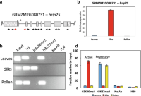 Chromatin immunoprecipitation (ChIP) analysis of a maize silk-specific gene bzip25 Chromatin immunoprecipitation (ChIP) gene bzip25 (GRMZM2G080731).