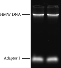 Low melting agarose gel electrophoresis of high molecular weight (HMW) DNADNase I hypersensitive sites (DHSs) HMW ligated with adaptor I.