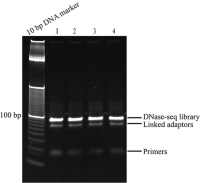 Polyacrylamide gel electrophoresis (PAGE) of the finalDNase I hypersensitive sites (DHSs) PAGE PCR reaction.