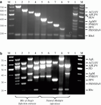 (a) One-step multiplex RT-PCR analysis of single (lanes 1–8) or simulated multiple (lane 10) infected stone fruit trees.