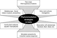 Feasible phytoremediation strategies in India.