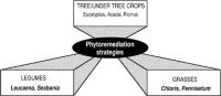 Silvipastoral model of phytoremediation strategies applied to Indian ecosystems.