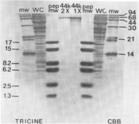 WC Iysates and 1X and 2X purified 44 kDa protein of Neisseria gonorrhoeae (see Chapter 104 , Subheading 3.1 .,), Bio-Rad mw (1 μg of each protein), and Pharmacia pep mw (to which the 1.3-kDa protein kinase C substrate peptide [Sigma, St.