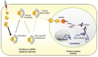 Challenges of systemic in vivo siRNA delivery.