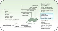 Applications of in vivo siRNA delivery in disease models.