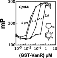 Fluorescence polarization (FP) analysis of GST-VanR-PvanH2 complex formation, effect of CpdA.