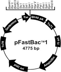 Schematic drawing of pFastBac1 (Invitrogen).