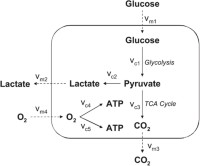 A simplified network for mammalian cell metabolism with lumped reactions for glycolysis and tricarboxylic acid (TCA) cycle and those for lactate production and oxidative phosphorylation (33).