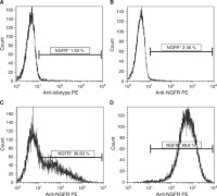 An example of isolation of hTERT-transduced T cells by immunomagnetic sorting.