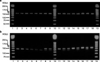 Genotyping of Arabidopsis dcl1-7 mutant using the dCAPS method.