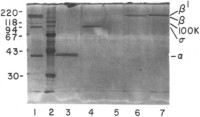 SDS-PAGE pattern of Escherichia coli RNA polymerase subunits eluted from Immobilon membrane.