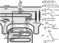 Schematic representation of the retinoid cycle components and formation of lipofuscin chromophores in rod-dominant animals (reviewed in (2)).