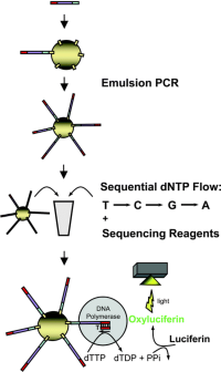 Emulsion PCR and pyrosequencing with the 454 FLX system.