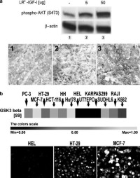 (a) Western blot and IHC analysis of pAKT (S473) in HT-29 mouse xenografts treated with LR3-IGF1.