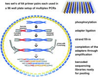 Schematic overview of the combined protocol coupling first-step multiplex PCR presented in Chapter 17 directly to barcoding protocol 2 of Chapter 19.