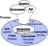 Metabolomics connects to all the other “-omics” via metabolic turnover with macromolecules.