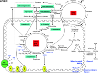 Biochemical scheme for liver metabolism.