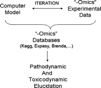 Pathodynamic and toxicodynamic algorithm.