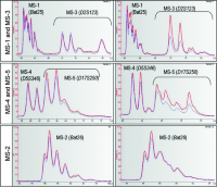 Examples of electropherograms representing microsatellites that are not altered in the tumor (microsatellite ­stability).