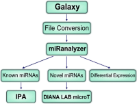 An overall workflow designed to process miRNA deep sequencing data for both known and novel miRNA sequences, which are then used by additional programs for potential mRNA target identification.