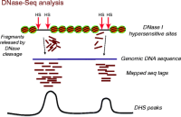 DNase-seq analysis.