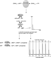 The Pyrosequencing reaction.