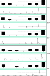 Predicted histograms and actual pyrograms for ABCB1 2677 G>A/T genotypes