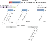 C-terminal processing of CAAX box containing proteins and C-terminal lipidation pattern of Ras (H-Ras, N-Ras, and K-Ras) and Rab proteins