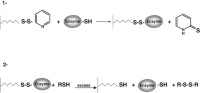 Reversible covalent immobilization of thiol-enzymes onto 2-pyridyldisulfide-agarose.