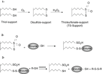 Reversible covalent immobilization of thiol-enzymes onto a thiolsulfonate-support.