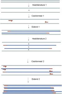 Schematic diagram of PCR.