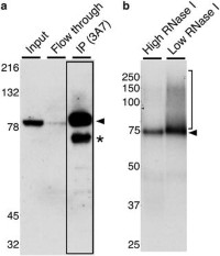 The 3A7 monoclonal antibody recognizes CstF-64 cross-linked to RNA.