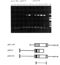 Typical comparison of the amplification efficiency exemplified by a recombinant Hox 1.l molecule with both priming sites (pH/O-FB) and that of two overlapping H ox 1.l molecules, each containing only one priming site (pHl.l-B7;pH/O-F).